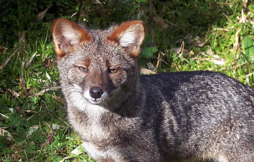 12 surprisingly rare species of wild dogs and cats 12 surprisingly rare species of wild dogs and cats