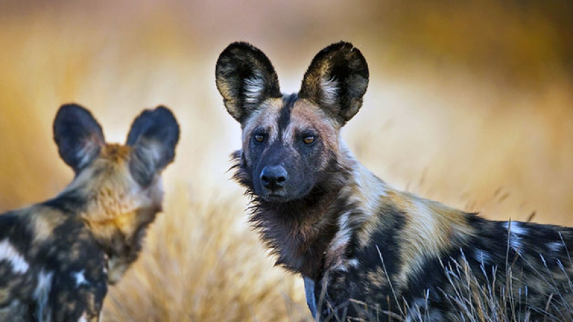 12 surprisingly rare species of wild dogs and cats 12 surprisingly rare species of wild dogs and cats