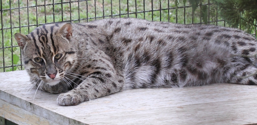 12 surprisingly rare species of wild dogs and cats 12 surprisingly rare species of wild dogs and cats