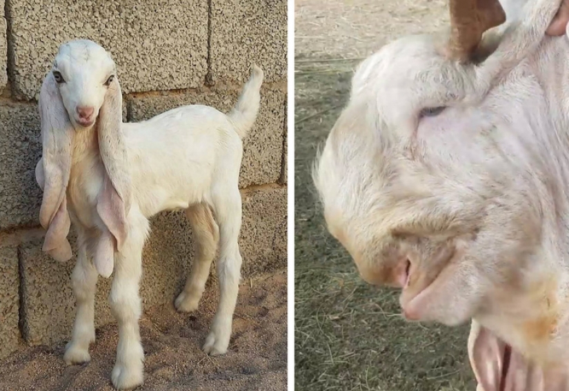 13 animales, mirando a los que quiero decir: "¿Qué eres?" 13 animales, mirando a los que quiero decir: "¿Qué eres?"
