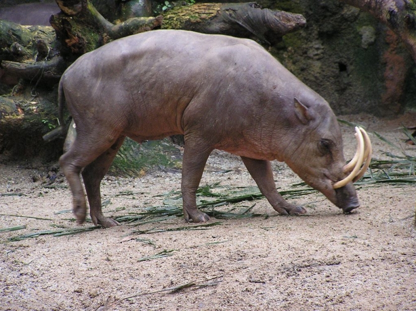 13 animales, mirando a los que quiero decir: "¿Qué eres?" 13 animales, mirando a los que quiero decir: "¿Qué eres?"