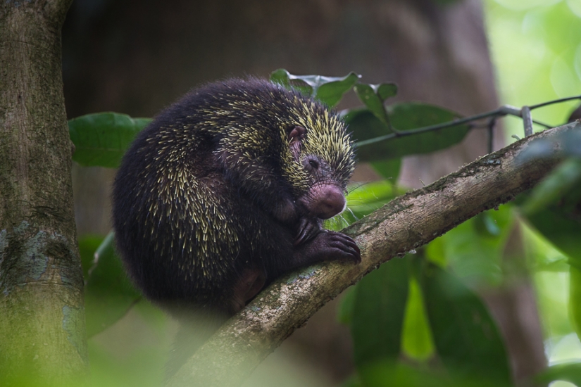 13 animales, mirando a los que quiero decir: "¿Qué eres?" 13 animales, mirando a los que quiero decir: "¿Qué eres?"