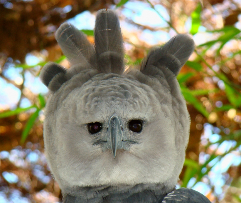 13 animales, mirando a los que quiero decir: "¿Qué eres?" 13 animales, mirando a los que quiero decir: "¿Qué eres?"