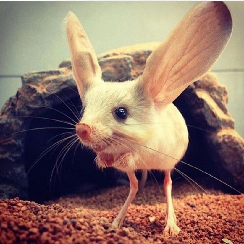 13 animales, mirando a los que quiero decir: "¿Qué eres?" 13 animales, mirando a los que quiero decir: "¿Qué eres?"