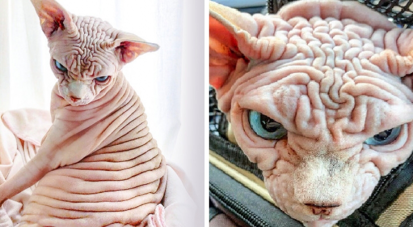 13 animales que intentaron enojarse