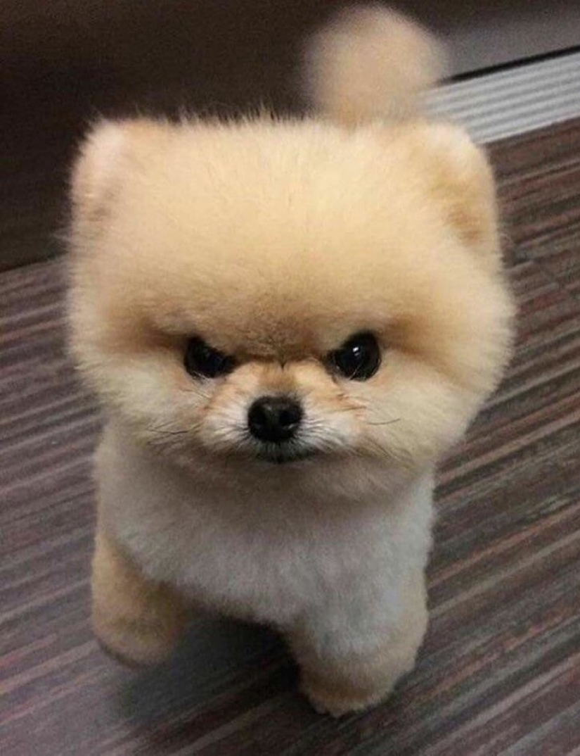 13 animales que intentaron enojarse