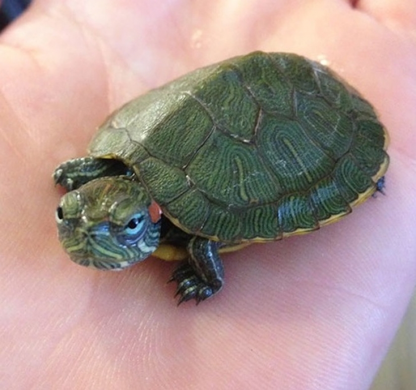 13 animales que intentaron enojarse