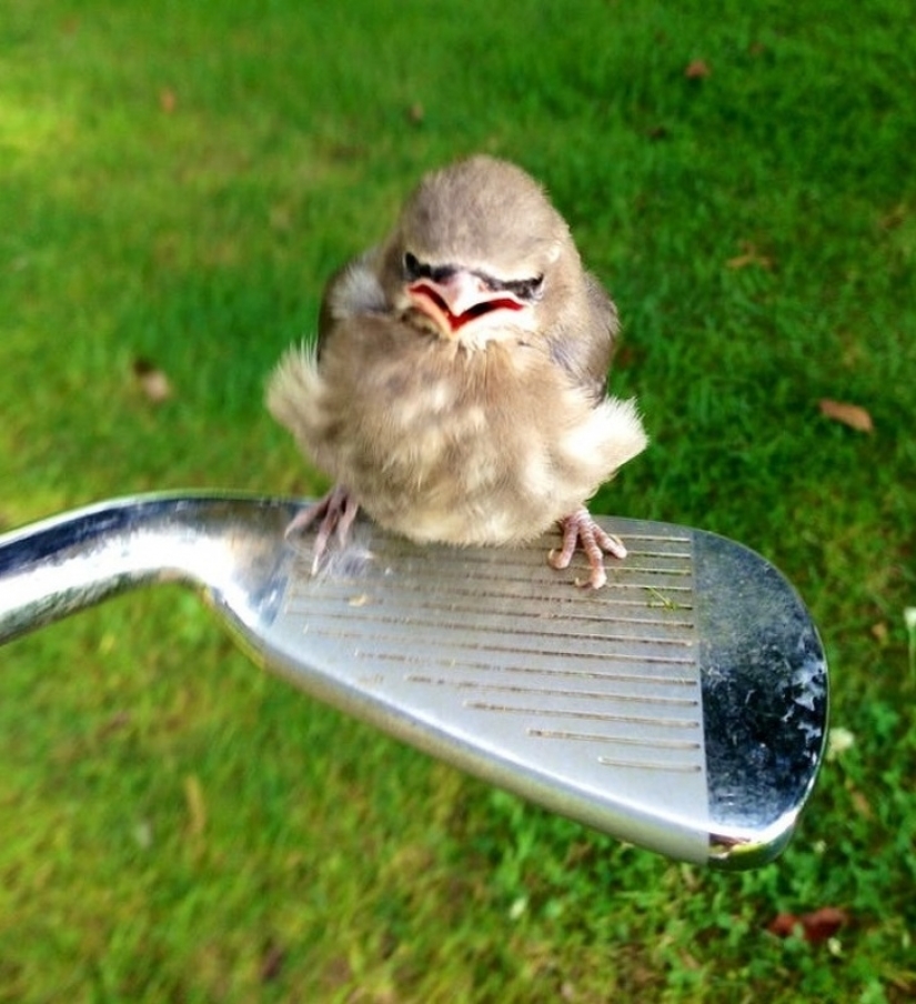 13 animales que intentaron enojarse