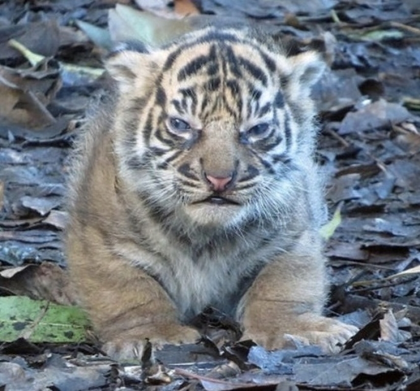 13 animales que intentaron enojarse