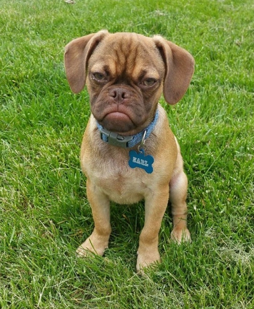 13 animales que intentaron enojarse