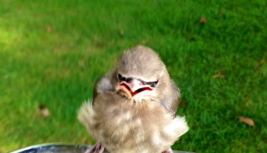 13 animales que intentaron enojarse