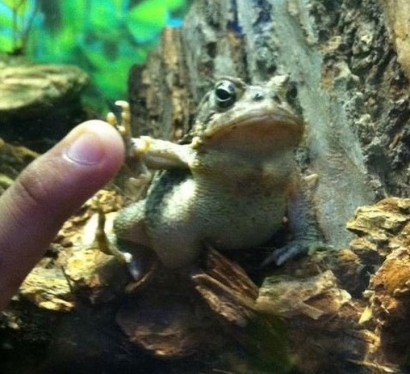 13 animales que intentaron enojarse