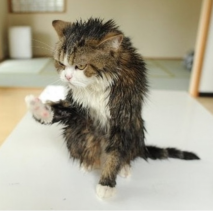 13 animales que intentaron enojarse