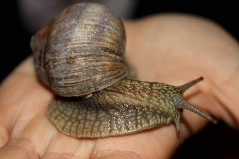 13 hechos absurdos que te inquietarán 13 hechos absurdos que te inquietarán