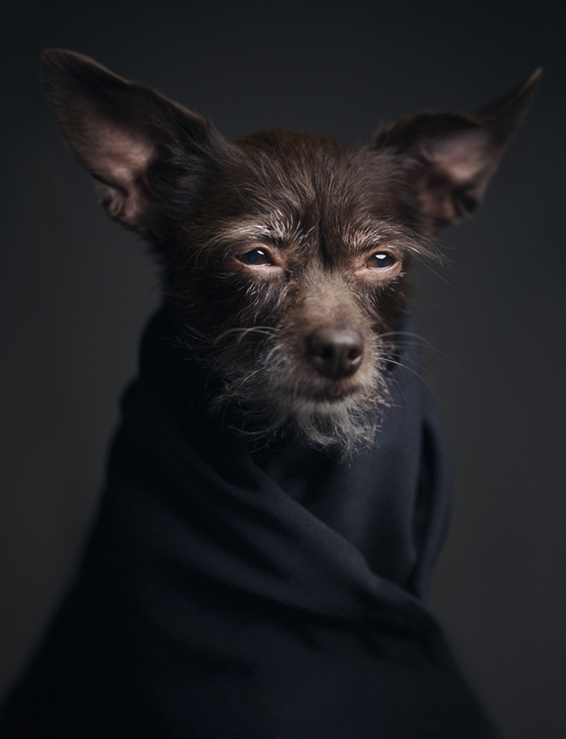 13 impresionantes retratos de animales con emociones "humanas"