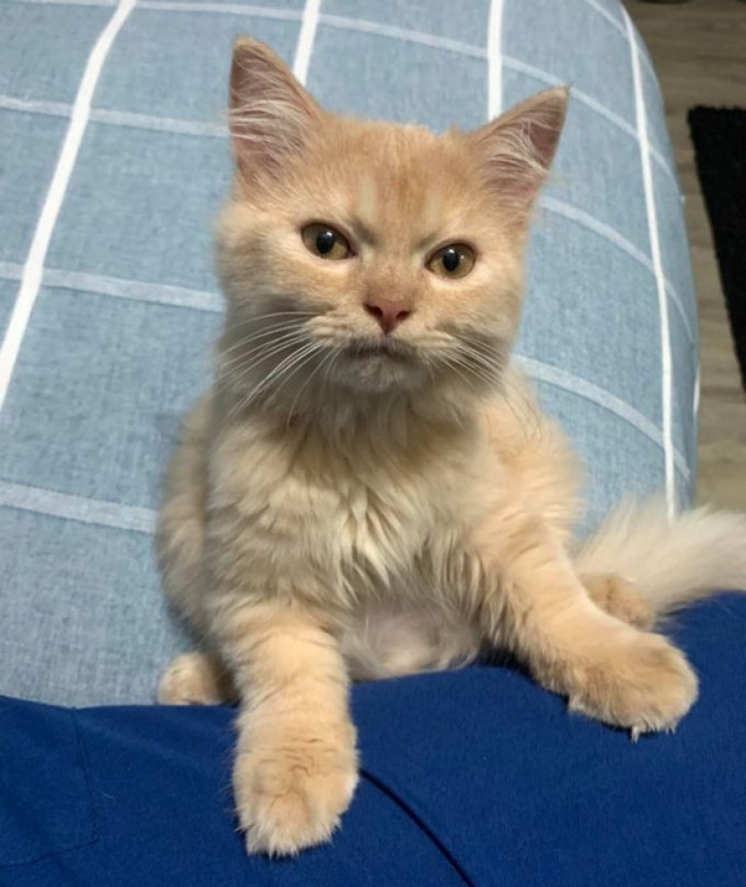 13 mascotas que no necesitan hablar porque todo está escrito en sus caras
