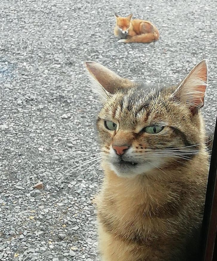 13 mascotas que no necesitan hablar porque todo está escrito en sus caras