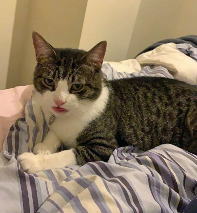 13 mascotas que no necesitan hablar porque todo está escrito en sus caras