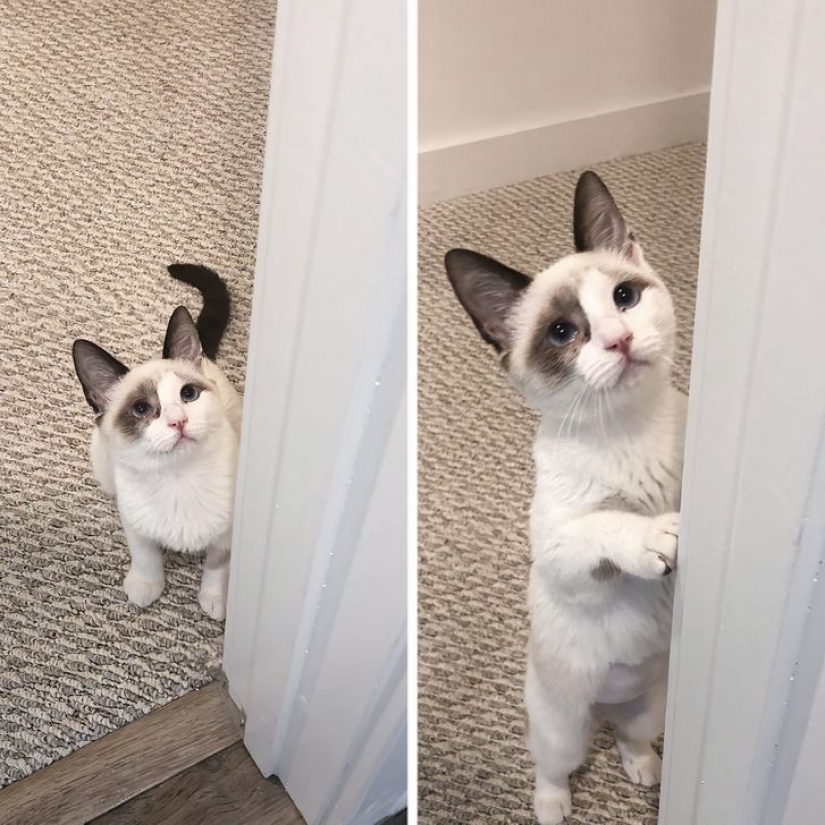 13 mascotas que no necesitan hablar porque todo está escrito en sus caras