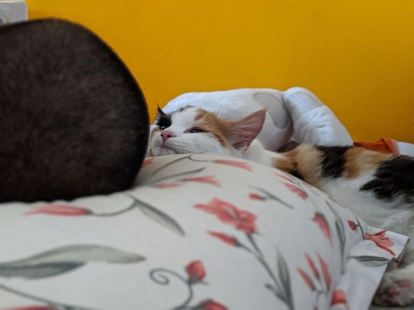 13 mascotas que no necesitan hablar porque todo está escrito en sus caras