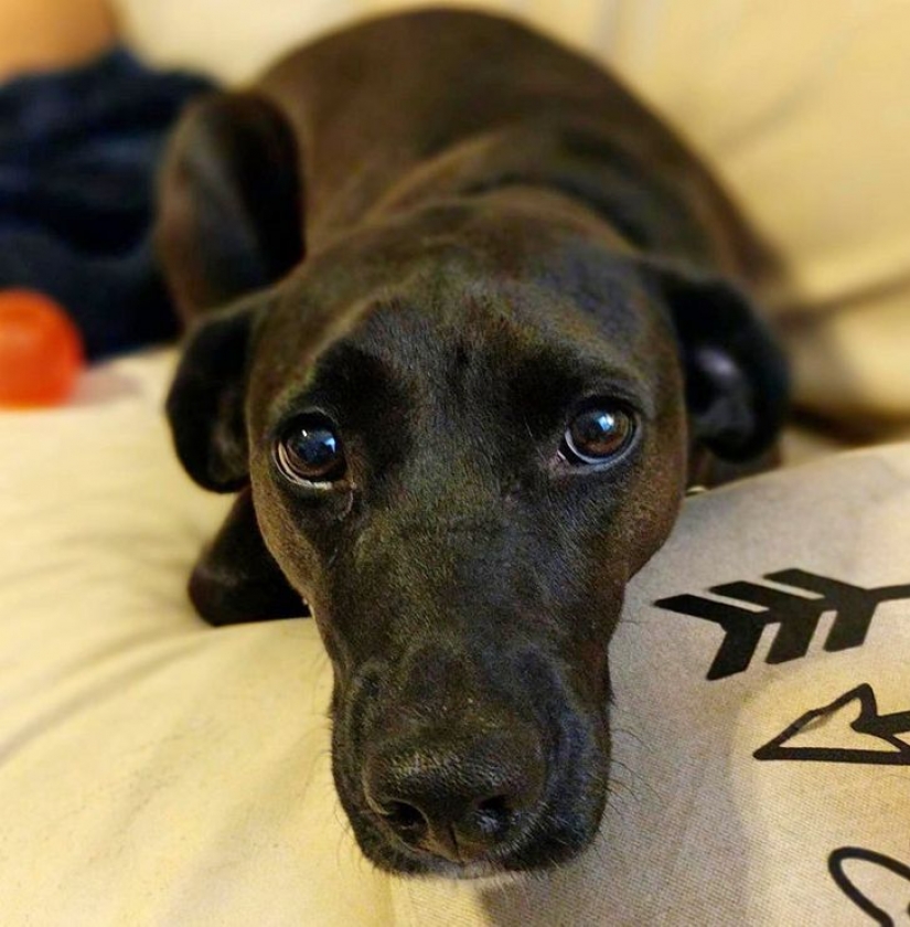 13 mascotas que no necesitan hablar porque todo está escrito en sus caras