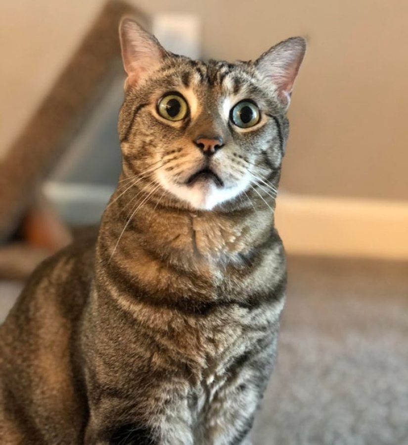 13 mascotas que no necesitan hablar porque todo está escrito en sus caras