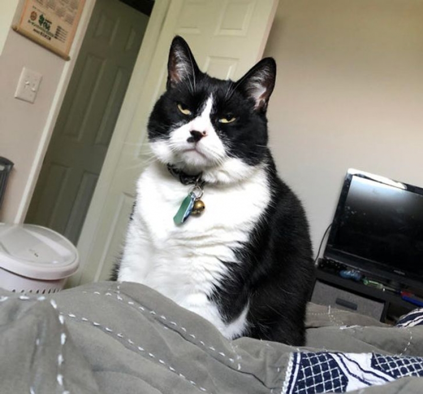 13 mascotas que no necesitan hablar porque todo está escrito en sus caras