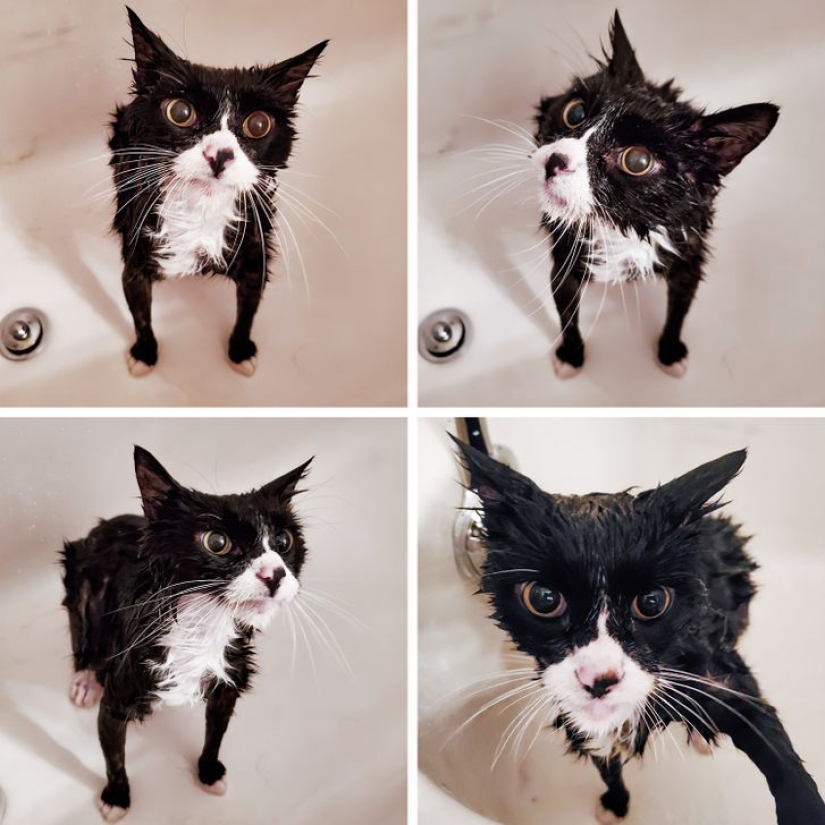 13 mascotas que no necesitan hablar porque todo está escrito en sus caras