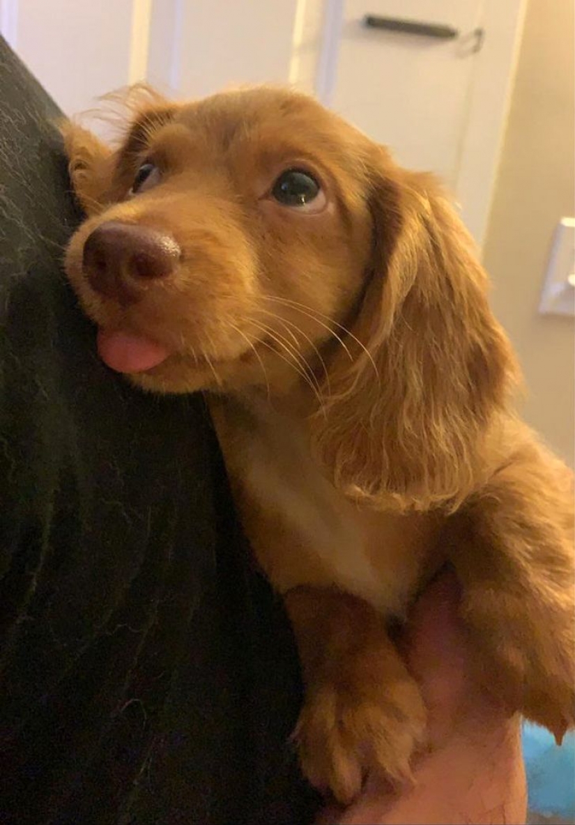 13 mascotas que no necesitan hablar porque todo está escrito en sus caras