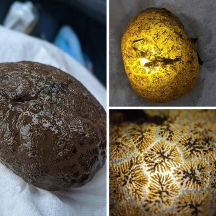 13 personas compartieron sus hallazgos, que eventualmente se convirtieron en descubrimientos sorprendentes