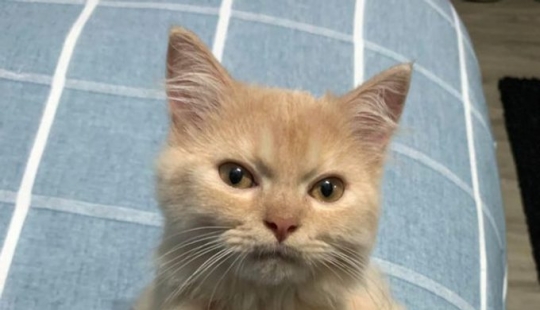 13 pets that don't need to talk because everything is written right on their faces