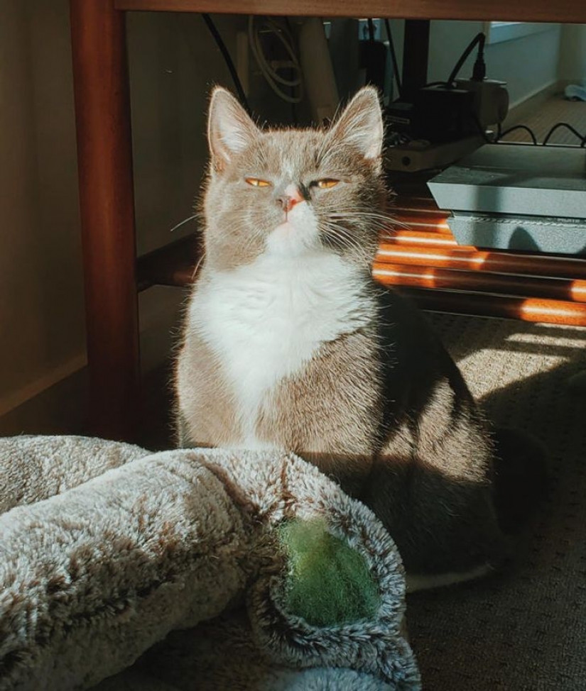 13 pets that don't need to talk because everything is written right on their faces