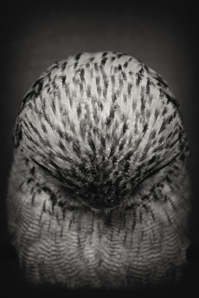 13 stunning animal portraits with "human" emotions