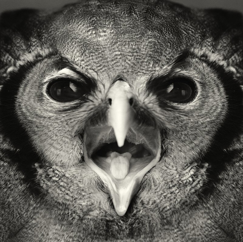 13 stunning animal portraits with "human" emotions