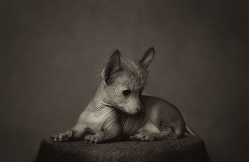13 stunning animal portraits with "human" emotions