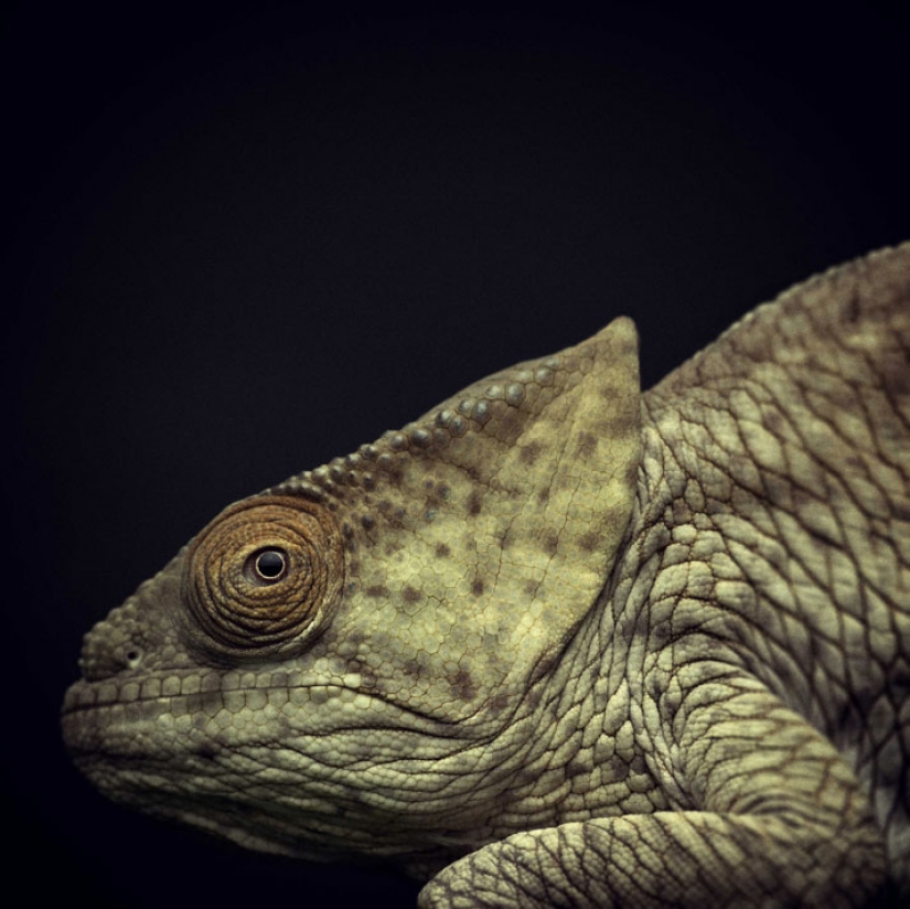 13 stunning animal portraits with "human" emotions