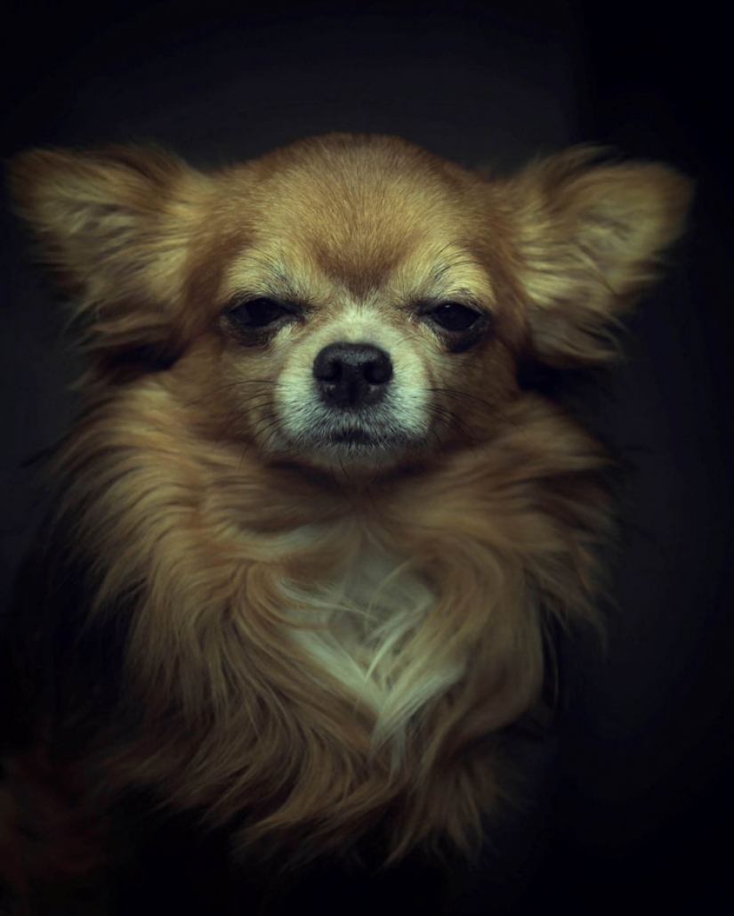 13 stunning animal portraits with "human" emotions