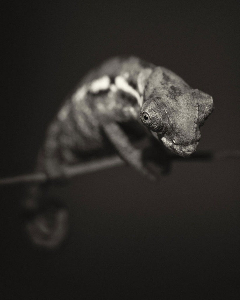 13 stunning animal portraits with "human" emotions