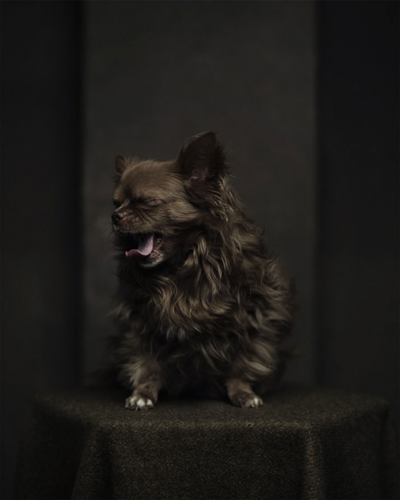 13 stunning animal portraits with "human" emotions