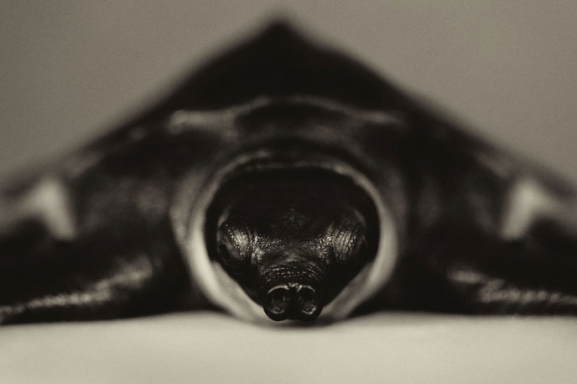 13 stunning animal portraits with "human" emotions