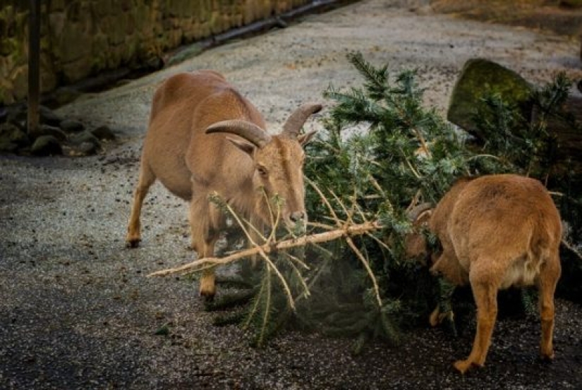 13 weird and interesting facts about Christmas