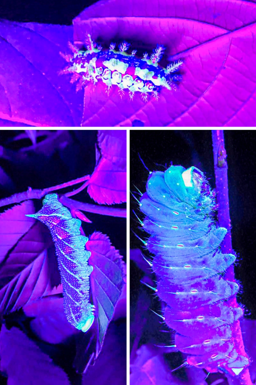 14 cosas que pierden su apariencia normal bajo la luz ultravioleta
