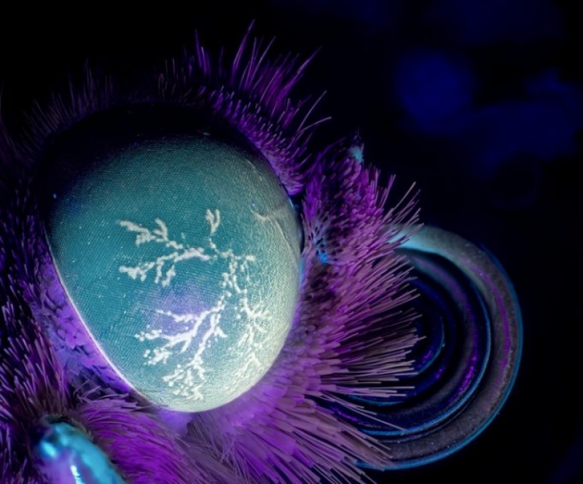 14 cosas que pierden su apariencia normal bajo la luz ultravioleta