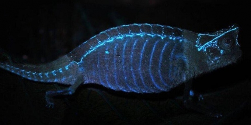 14 cosas que pierden su apariencia normal bajo la luz ultravioleta