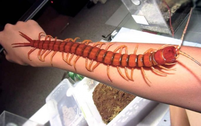 14 criaturas más aterradoras que viven en el río Amazonas 14 criaturas más aterradoras que viven en el río Amazonas