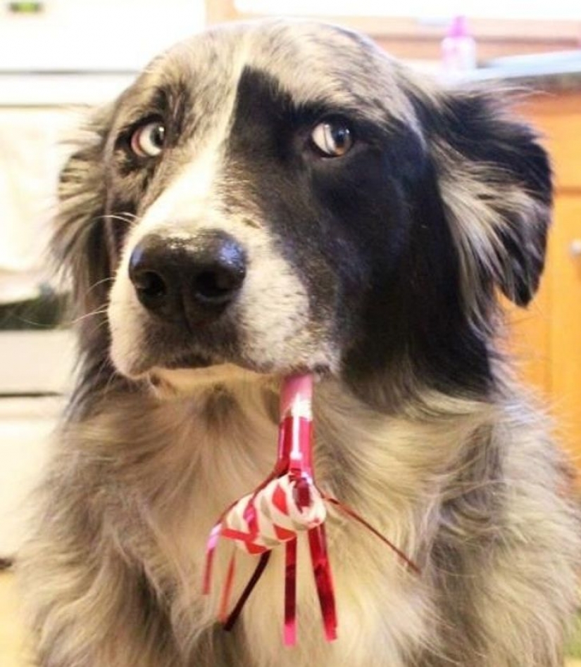 14 mascotas cuyo segundo nombre es "drama"