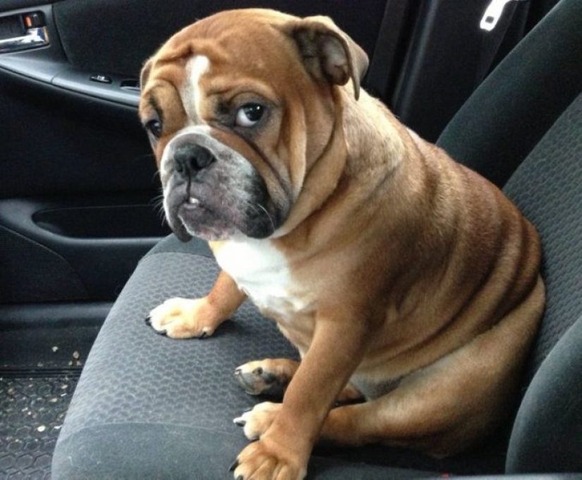 14 pets whose middle name is "drama"