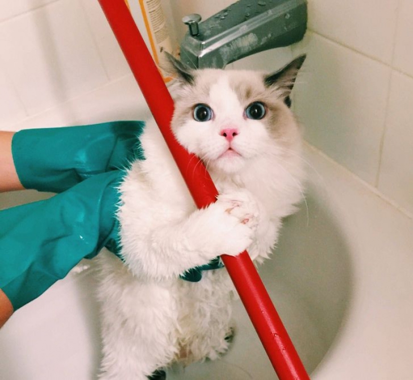 14 pets whose middle name is "drama"