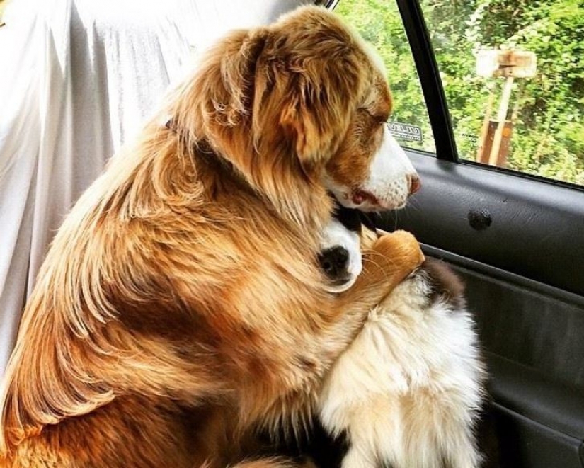 14 pets whose middle name is "drama"