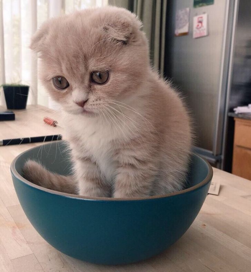 14 pets whose middle name is "drama"